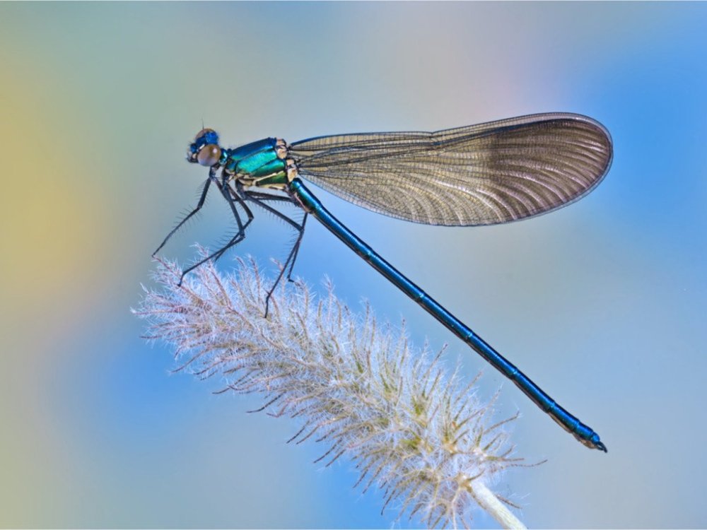 libellule-feuille.thumb.jpg.f9f9ba60398691d4d7ace77acce63f45.jpg